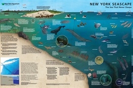 A Different Kind of “Sub-Way” Map: National Geographic and WCS’s New York Aquarium Produce First-of-its-Kind Underwater Map of New York